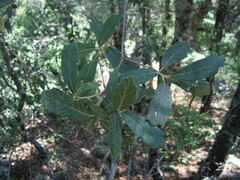 Quercus sideroxyla