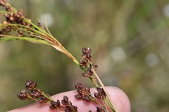 Rhynchospora elliottii