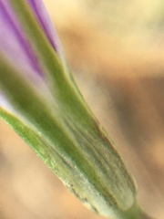 Brodiaea leptandra