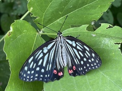 Hestina assimilis assimilis