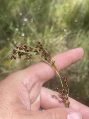 Rhynchospora elliottii