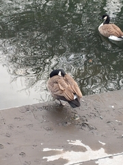 Branta canadensis maxima