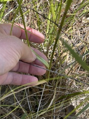 Rhynchospora elliottii