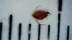 Rhynchospora elliottii