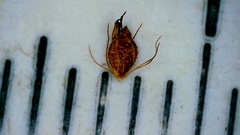 Rhynchospora elliottii