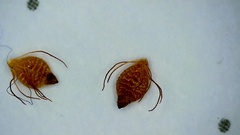 Rhynchospora elliottii