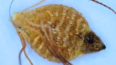 Rhynchospora elliottii