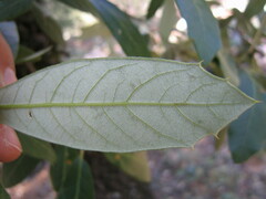 Quercus sideroxyla