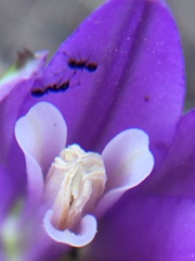 Brodiaea leptandra
