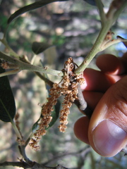 Quercus sideroxyla