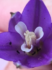 Brodiaea leptandra