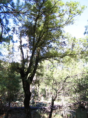 Quercus sideroxyla