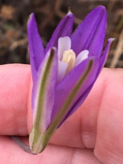 Brodiaea leptandra