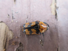 Euphoria fascifera