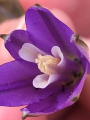 Brodiaea leptandra