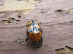 Euphoria fascifera