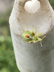 Phymata americana americana