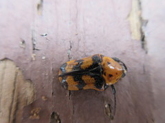 Euphoria fascifera