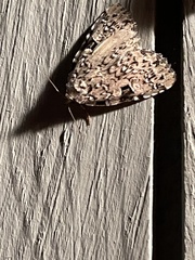 Leuconycta