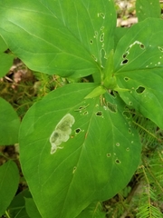 Parallelomma vittatum