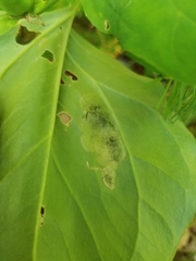 Parallelomma vittatum