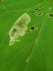 Parallelomma vittatum