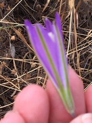 Brodiaea leptandra