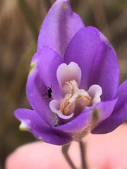 Brodiaea leptandra
