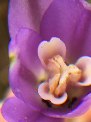 Brodiaea leptandra