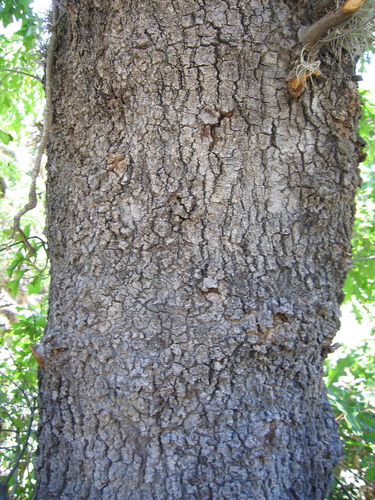 Robust Oak