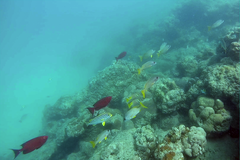 Plectorhinchus vittatus