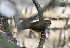 Pellorneum rostratum