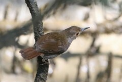 Pellorneum rostratum