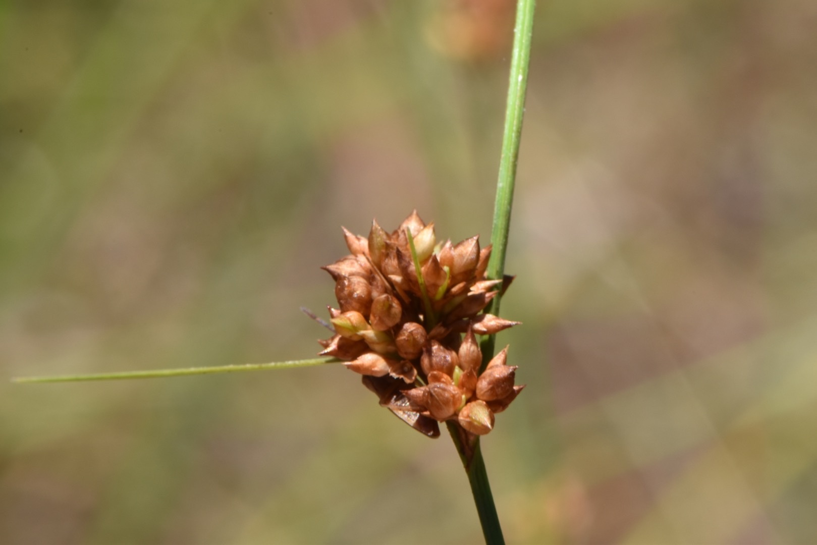 Rhynchospora plumosa