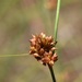 Rhynchospora plumosa - Photo (c) Jake Smith, μερικά δικαιώματα διατηρούνται (CC BY-NC), uploaded by Jake Smith