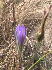Brodiaea leptandra