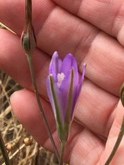 Brodiaea leptandra