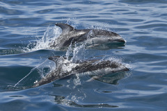 Sagmatias obliquidens