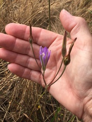 Brodiaea leptandra