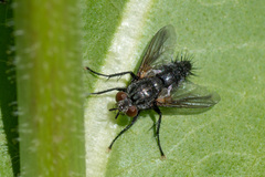 Voria ruralis