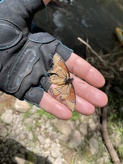 Limenitis archippus obsoleta