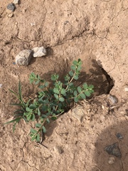 Euphorbia stictospora