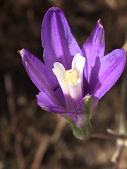 Brodiaea leptandra
