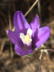 Brodiaea leptandra