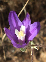 Brodiaea leptandra