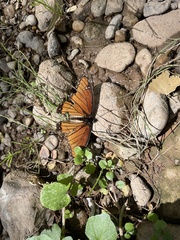 Limenitis archippus obsoleta
