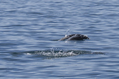 Lissodelphis borealis