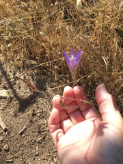 Brodiaea leptandra