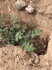 Euphorbia stictospora