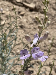 Penstemon sepalulus